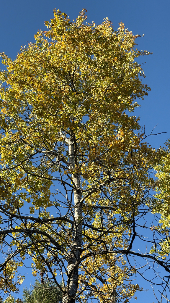 A tall aspen whose crown is mostly yellow and gold with some twigs already bare, against a deep blue sky.