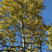 Aspen crown going gold, Saranac Lake · October 4, 2026 · Avery Cunningham · 2 saved views