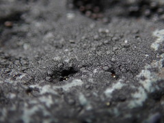 Hydropunctaria maura