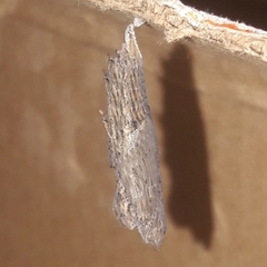 Colobura dirce dirce