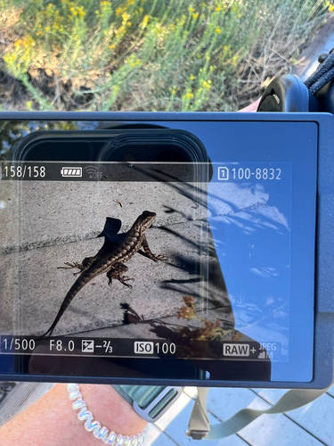 Western Fence Lizard