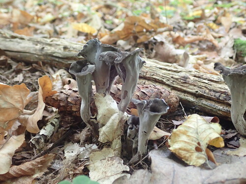 Horn-of-plenty