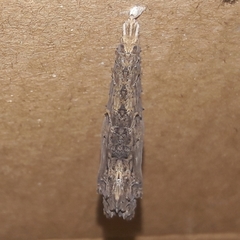 Colobura dirce dirce