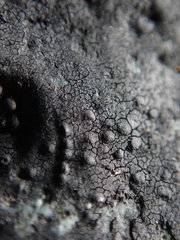 Hydropunctaria maura