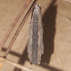 Colobura dirce dirce