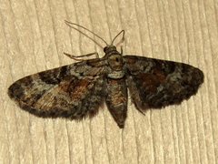 Eupithecia anticaria