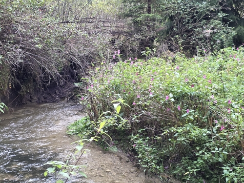 Himalayan balsam
