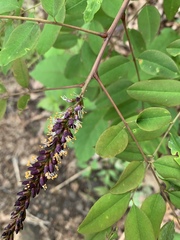 Amorpha glabra