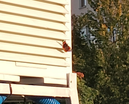 Red Admiral