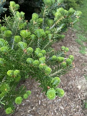 Abies koreana