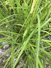 Carex seorsa