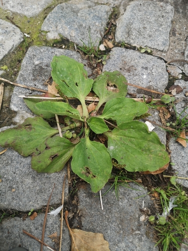 greater plantain