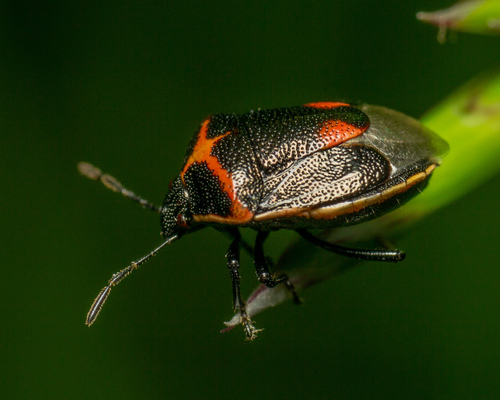 Twice-stabbed Stink Bug photo 5