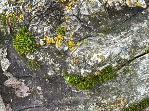 Ulota crispa observed 2026-09-23