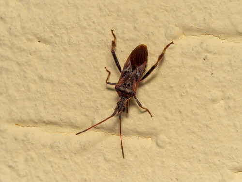 Western Conifer Seed Bug