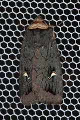 Proteuxoa cinereicollis