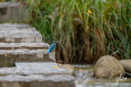 Common Kingfisher