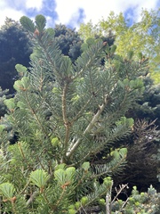 Abies koreana