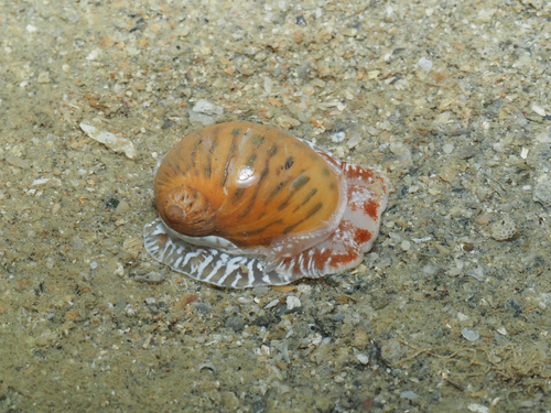 Naticarius onca observed 2026-09-11