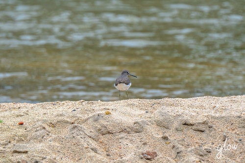 Green Sandpiper