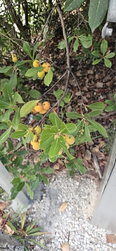 strawberry tree
