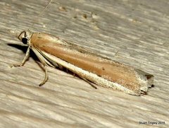 Pima albiplagiatella