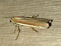 Pima albiplagiatella