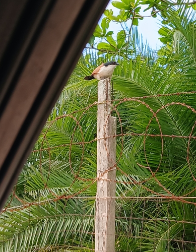 iNaturalist image