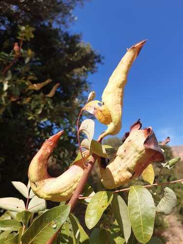 Pistacia Horn Gall Aphid