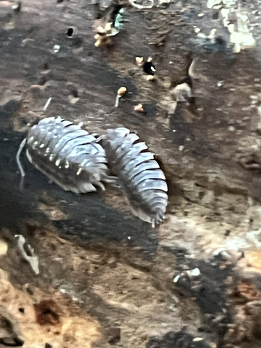 Common Shiny Woodlouse