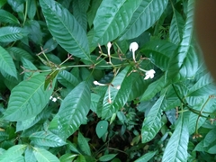 Palicourea domingensis