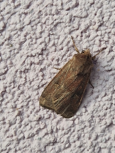 Square-spot Rustic