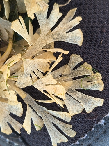 Bryozoa observed 2026-10-03