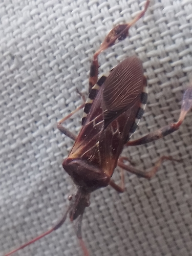 Western Conifer Seed Bug