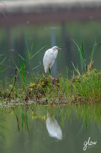 Little Egret