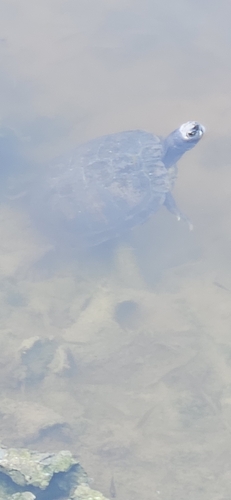 Pond Slider