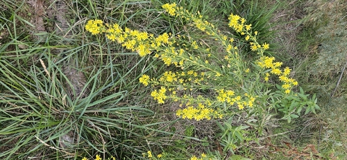 false yellowhead