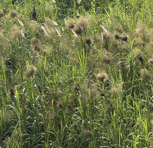 Phragmites karka observed 2026-10-02