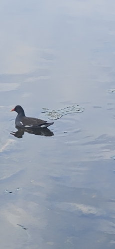 Eurasian Moorhen