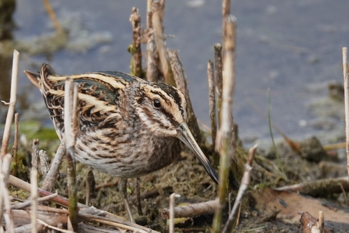 Jack Snipe