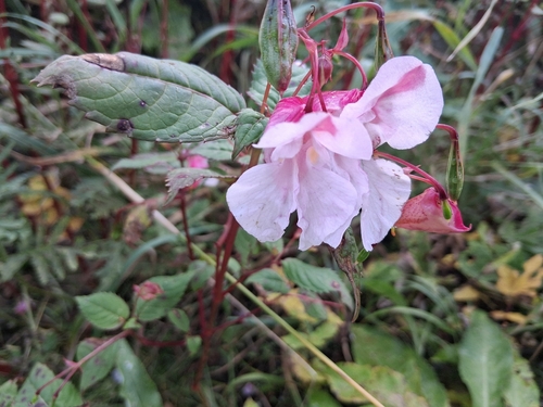 Himalayan balsam