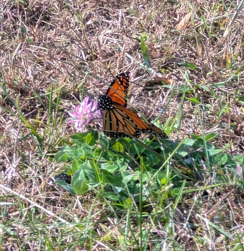 Monarch