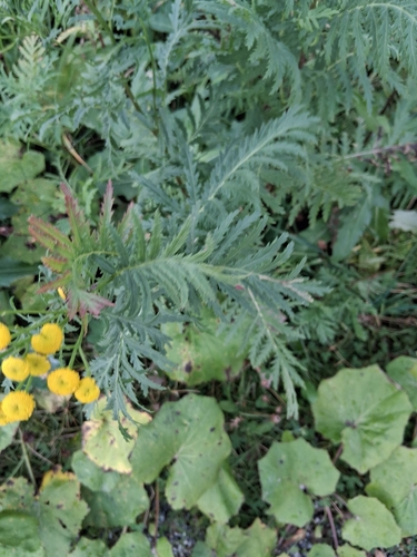 Common Tansy