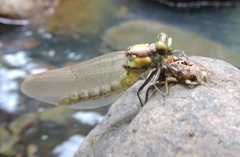 Octogomphus specularis