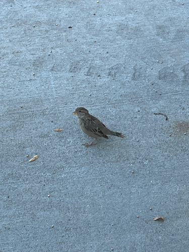 House Sparrow
