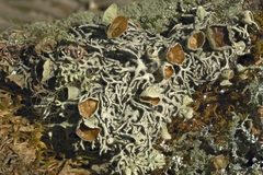 Hypogymnia krogiae