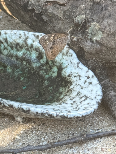 Hackberry Emperor