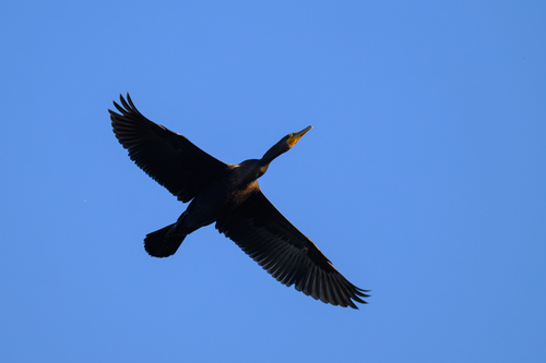 Double-crested Cormorant