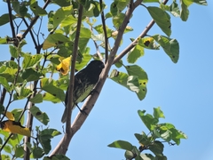 Platyspiza crassirostris