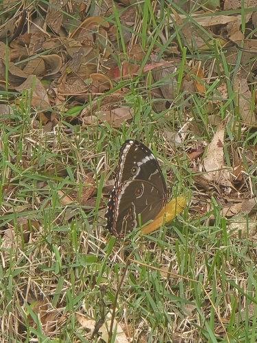 Common Morpho